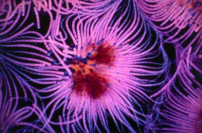 Diapositiva che mostra un gruppo di organismi unicellulari chiamati cianobatteri da Unknown